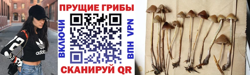 Псилоцибиновые грибы Magic Shrooms  Купить где  Фрязино 